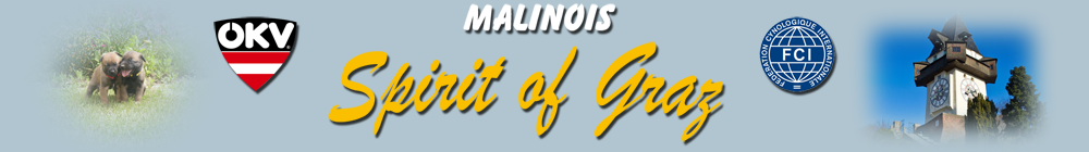 Malinois Spirit of Graz